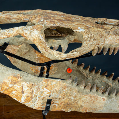 Fossiler Schädel eines Mosasaurus, sehr selten - 5144,26g