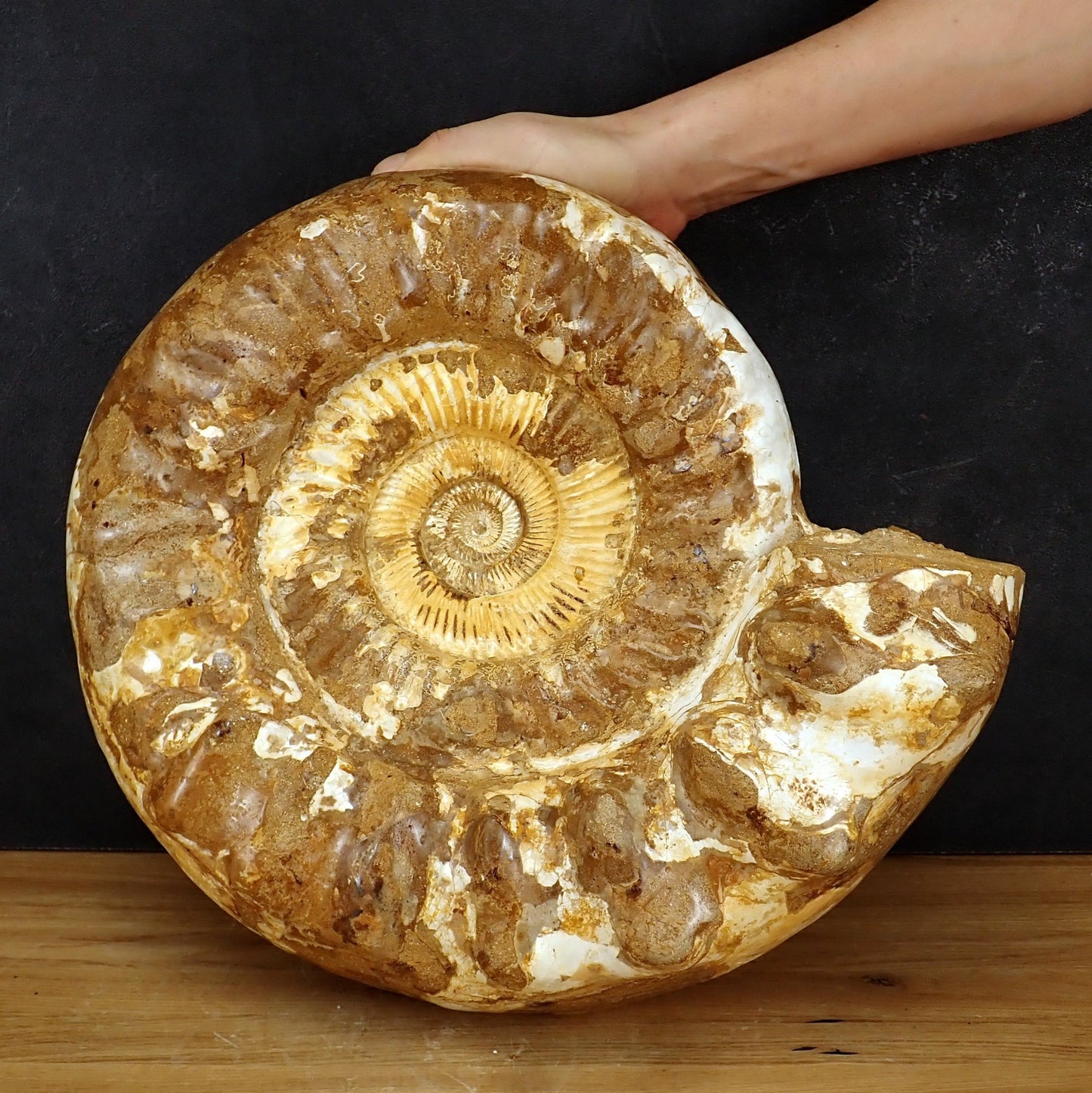 Sehr Großes Ammonit Fossil - 20125g - 425×360×190 mm