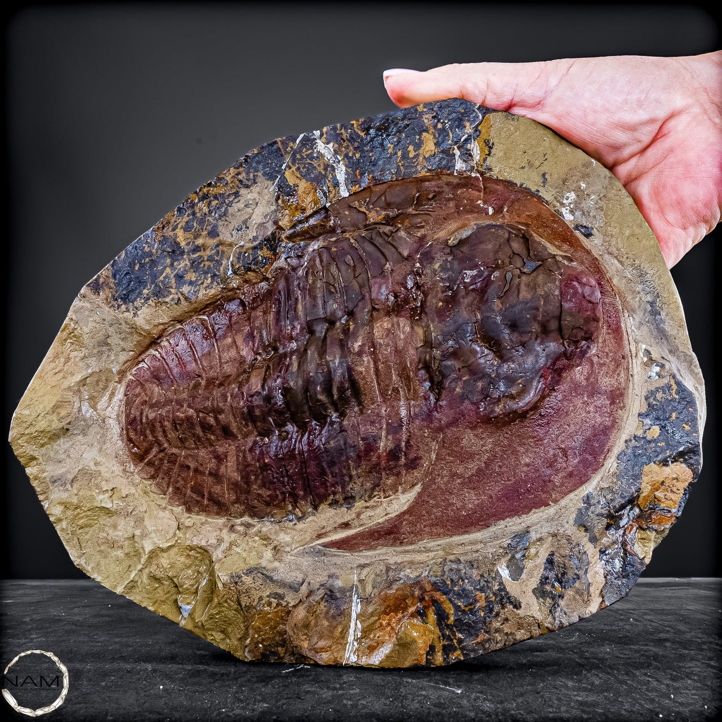 Fossil eines großen Trilobiten - Hollardops mesocristata, Marokko - 2275,73g