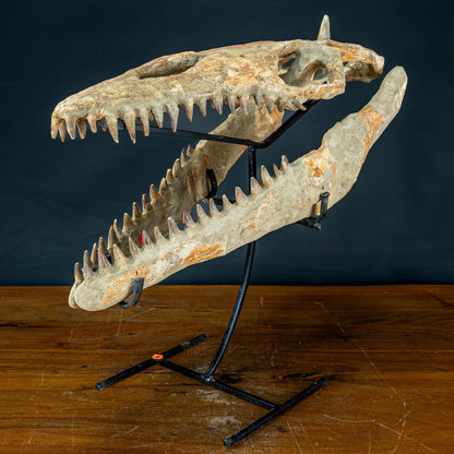 Fossiler Schädel eines Mosasaurus, sehr selten - 5144,26g