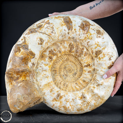 Sehr Großes Ammonit Fossil - 36666,66g