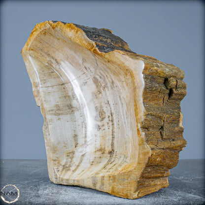 Natürliche Versteinerte Holz Kristall-Schale - 2599,59g
