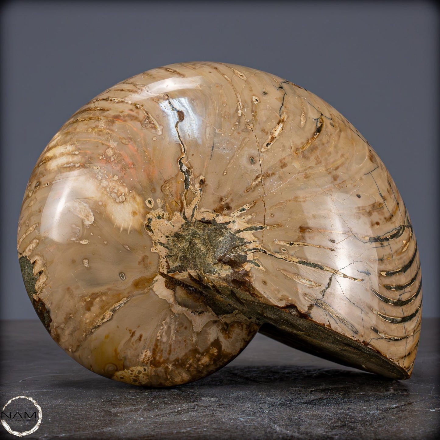 Natürlicher Bunter & Schillernder Nautilus Fossil - 3089,99g