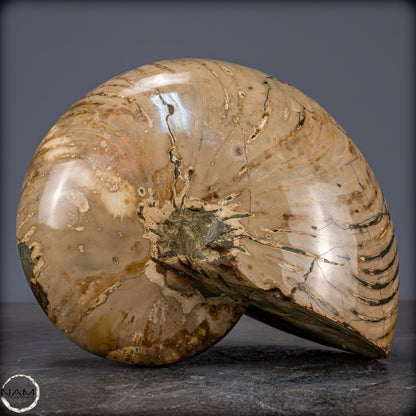 Natürlicher Bunter & Schillernder Nautilus Fossil - 3089,99g