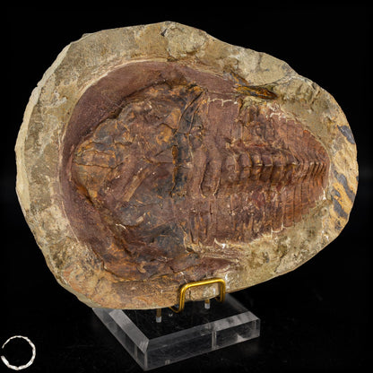 Fossil eines großen Trilobiten - Hollardops mesocristata, Marokko - 1675,72g