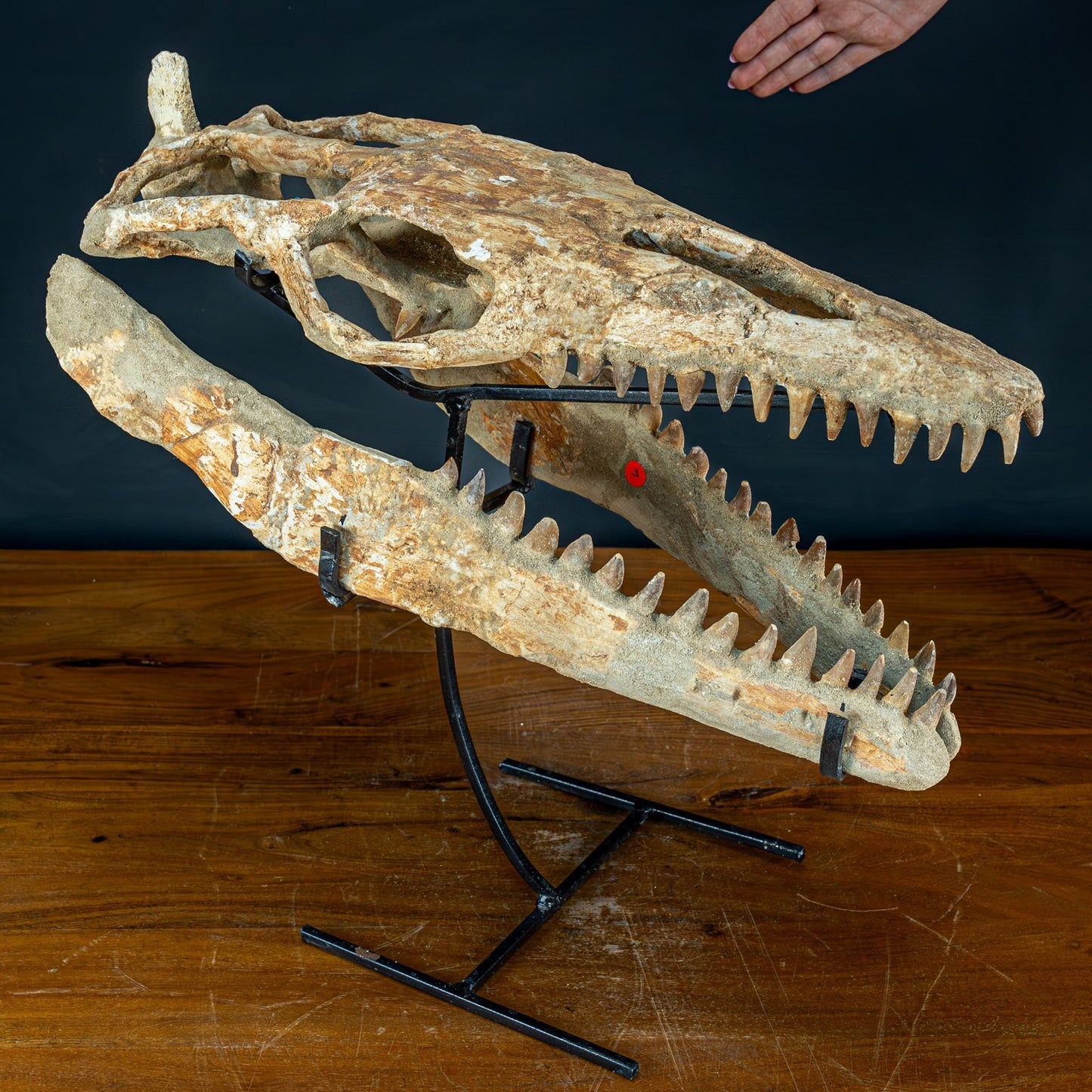 Fossiler Schädel eines Mosasaurus, sehr selten - 5144,26g