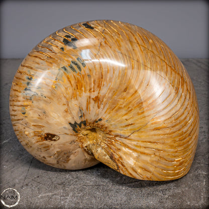 Natürlicher Bunter & Schillernder Nautilus Fossil - 4032,15g