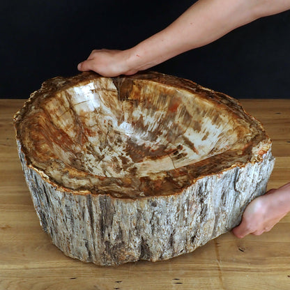 Sehr Große Schüssel - Waschbecken aus Versteinertes Holz - 59802,31g - 510 x 410 x 220mm