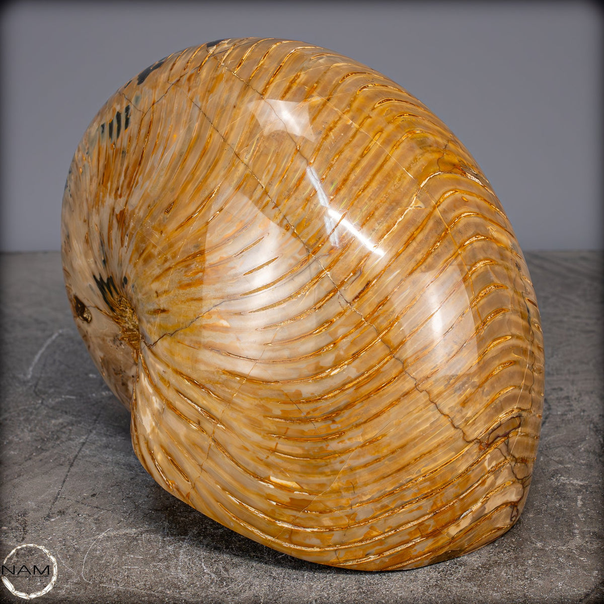 Natürlicher Bunter & Schillernder Nautilus Fossil - 4032,15g