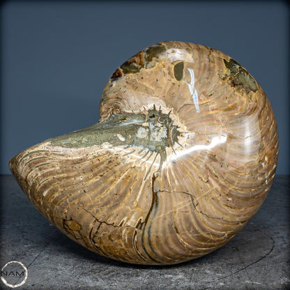 Natürlicher Bunter & Schillernder Nautilus Fossil - 2587,17g