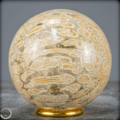 Natürliche Fossile Koralle als Kugel - 860,95g