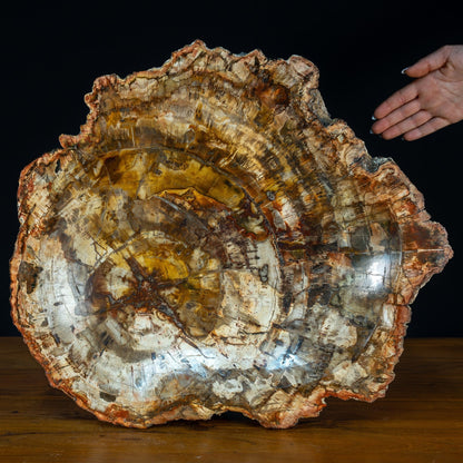 Natürliche, Große Versteinerte Holz Kristall-Schale - 12709,37g