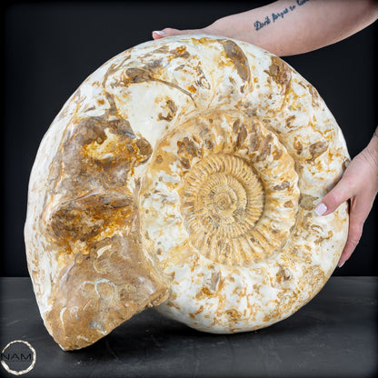 Sehr Großes Ammonit Fossil - 36666,66g