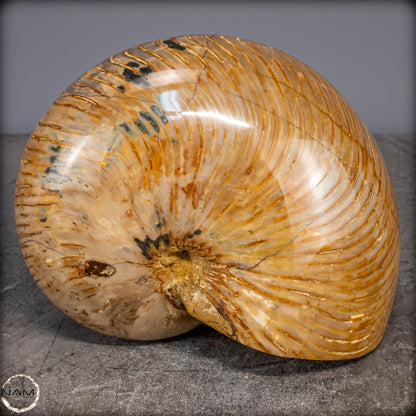 Natürlicher Bunter & Schillernder Nautilus Fossil - 4032,15g
