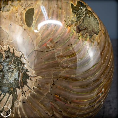 Natürlicher Bunter & Schillernder Nautilus Fossil - 2587,17g
