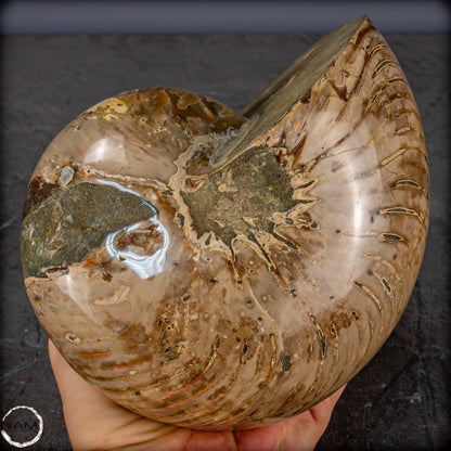 Natürlicher Bunter & Schillernder Nautilus Fossil - 3089,99g