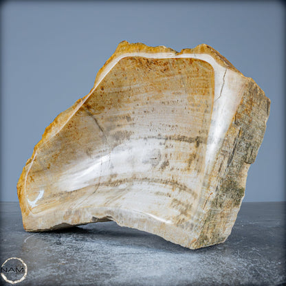 Natürliche Versteinerte Holz Kristall-Schale - 2599,59g