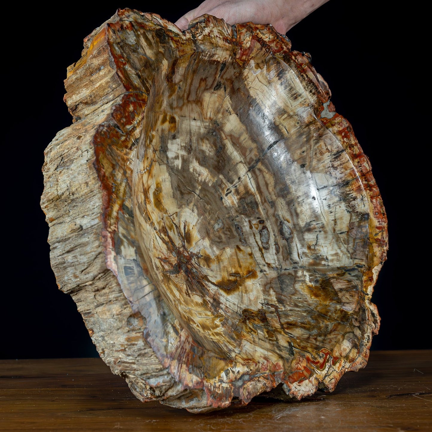 Natürliche, Große Versteinerte Holz Kristall-Schale - 13128,52g