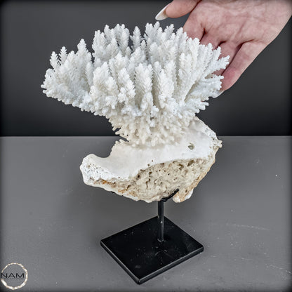 Zweige der weißen Koralle Acropora Florida auf Handgemachter Basis - 668,84g