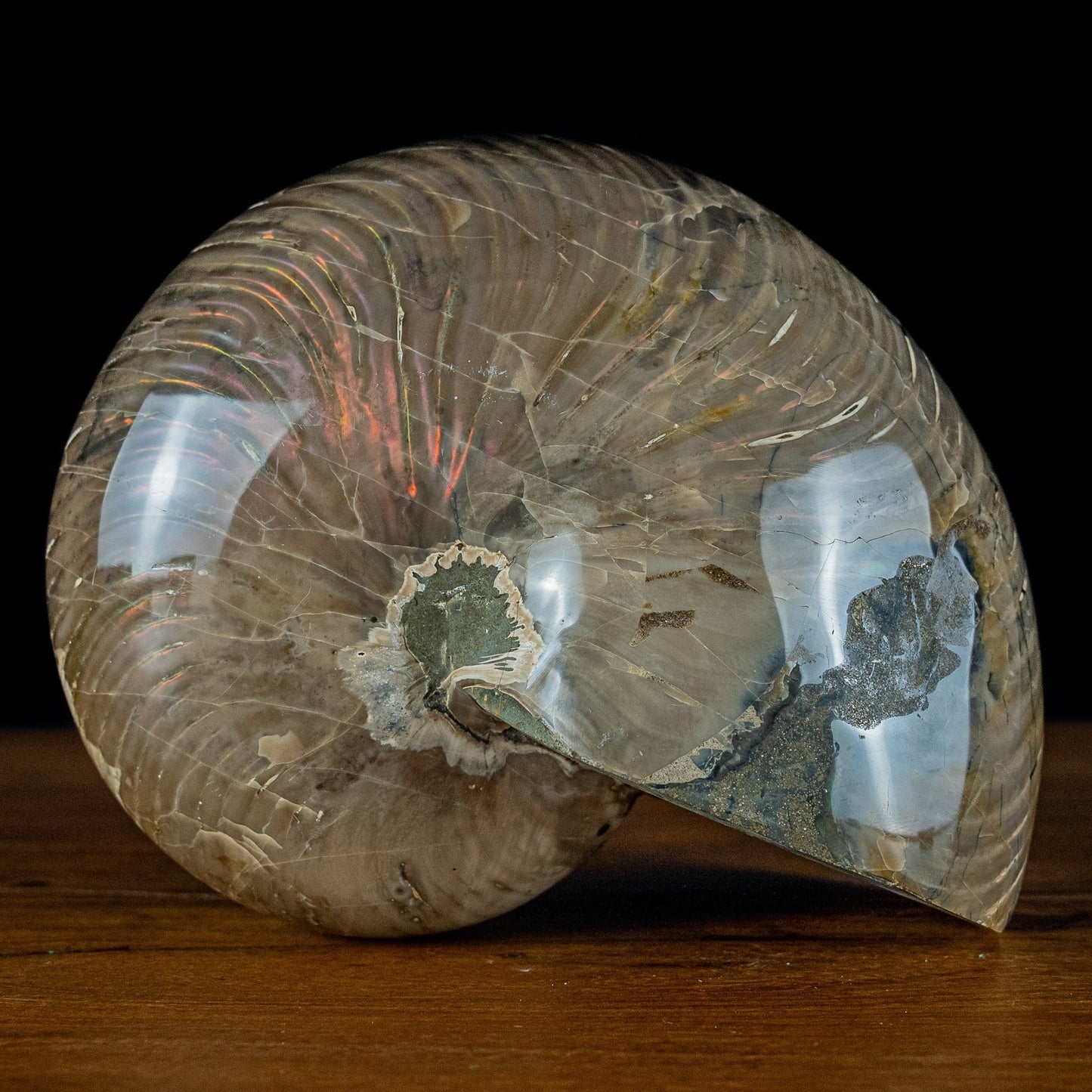 Natürlicher Bunter & Schillernder Nautilus Fossil - 3951,78g