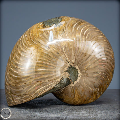 Natürlicher Bunter & Schillernder Nautilus Fossil - 2587,17g