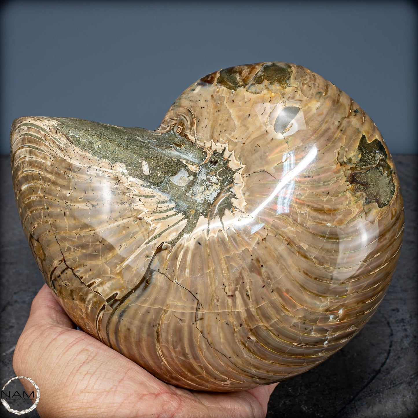 Natürlicher Bunter & Schillernder Nautilus Fossil - 2587,17g