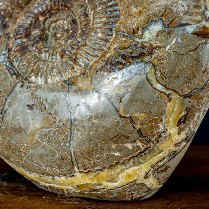 Natürliches Großes Ammoniten-Fossil in Septarien-Matrix - 17215,47g