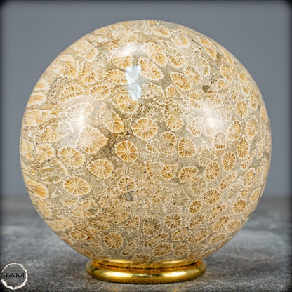 Natürliche Fossile Koralle als Kugel - 860,95g