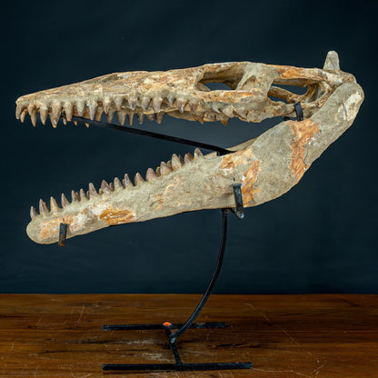 Fossiler Schädel eines Mosasaurus, sehr selten - 5144,26g