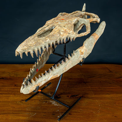 Fossiler Schädel eines Mosasaurus, sehr selten - 5144,26g