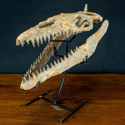 Fossiler Schädel eines Mosasaurus, sehr selten - 5144,26g