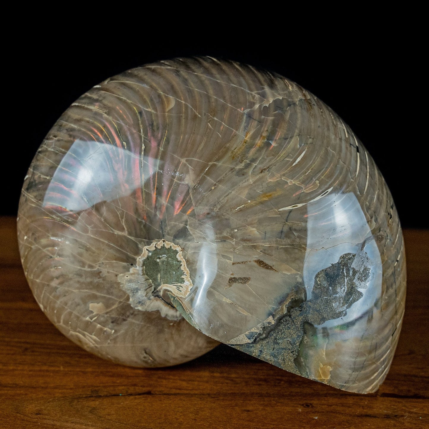 Natürlicher Bunter & Schillernder Nautilus Fossil - 3951,78g