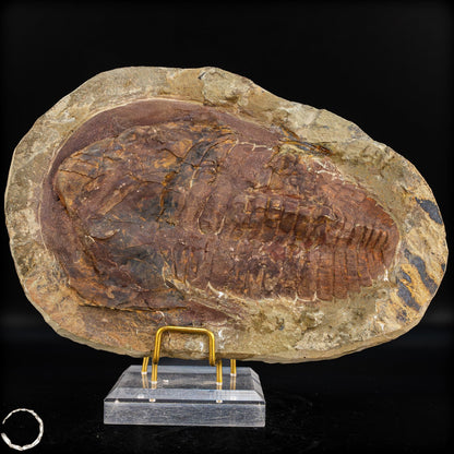 Fossil eines großen Trilobiten - Hollardops mesocristata, Marokko - 1675,72g