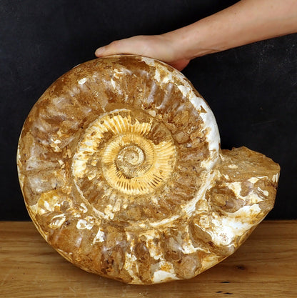 Sehr Großes Ammonit Fossil - 20125g - 425×360×190 mm