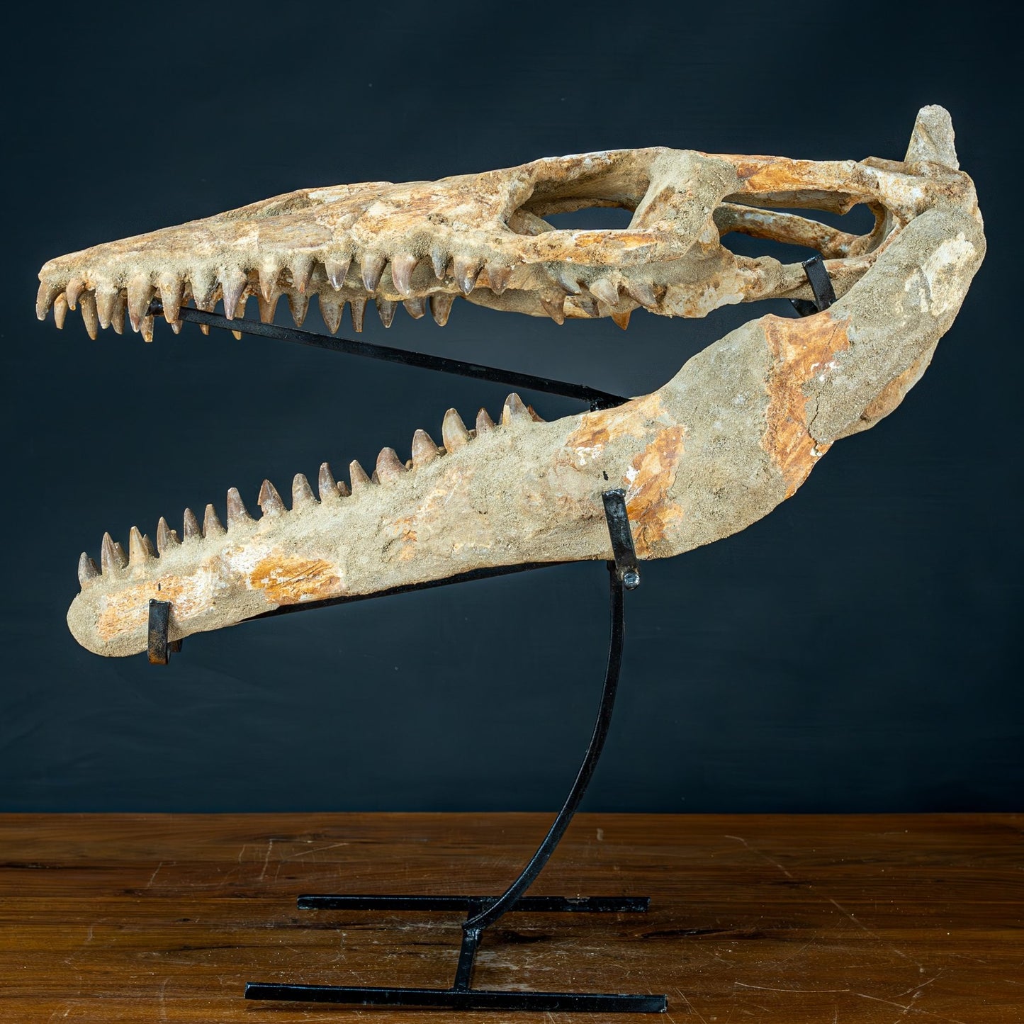 Fossiler Schädel eines Mosasaurus, sehr selten - 5144,26g