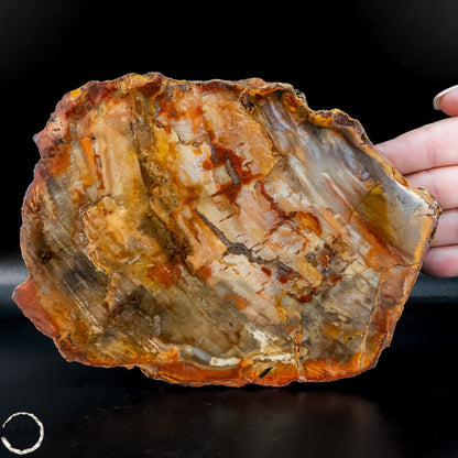 Natürliche Versteinerte Holz Kristall-Scheibe aus Arizona - 762,48g