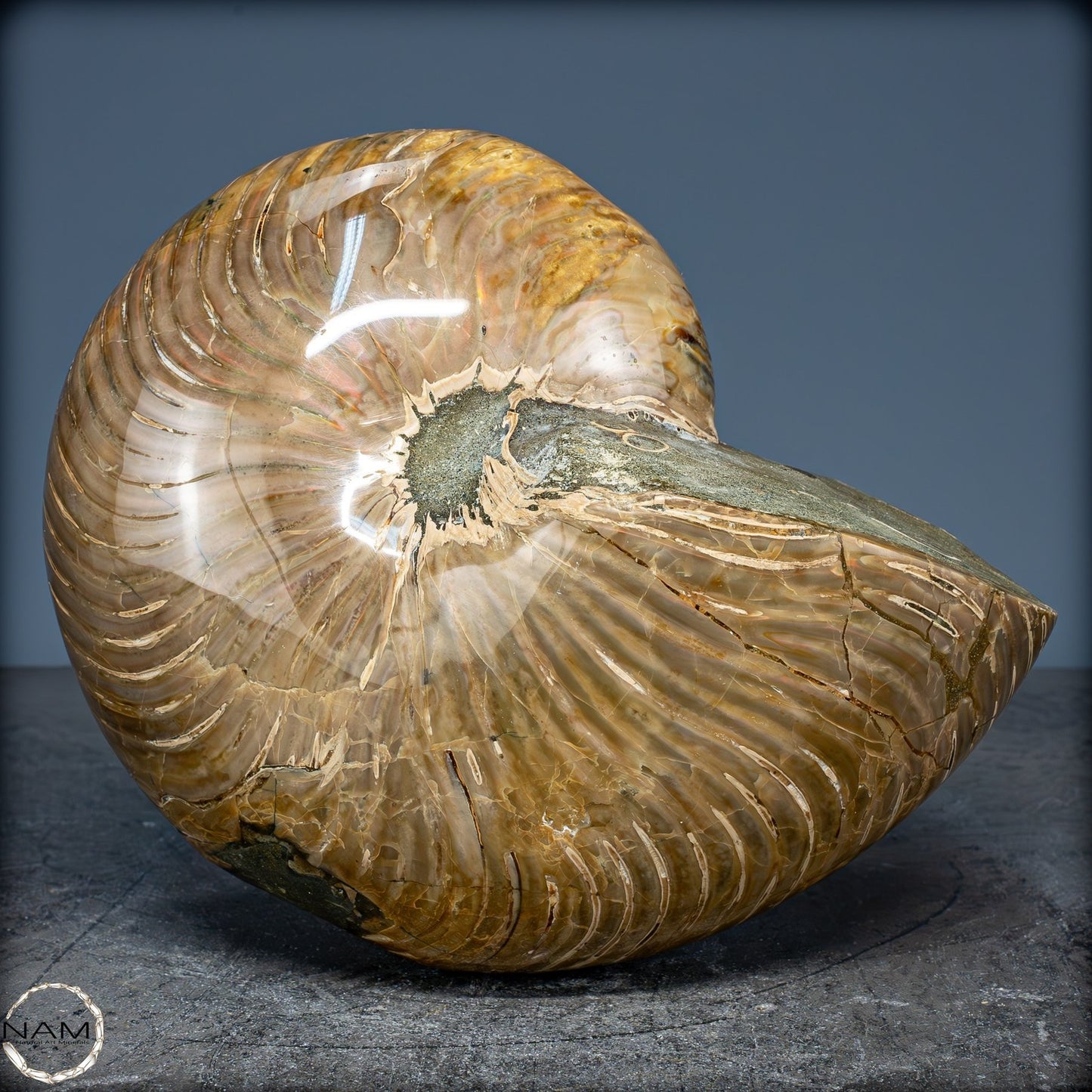 Natürlicher Bunter & Schillernder Nautilus Fossil - 2587,17g