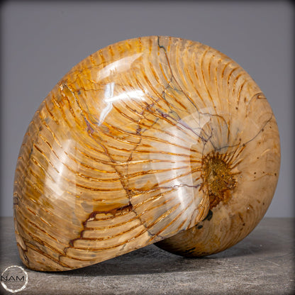 Natürlicher Bunter & Schillernder Nautilus Fossil - 4032,15g