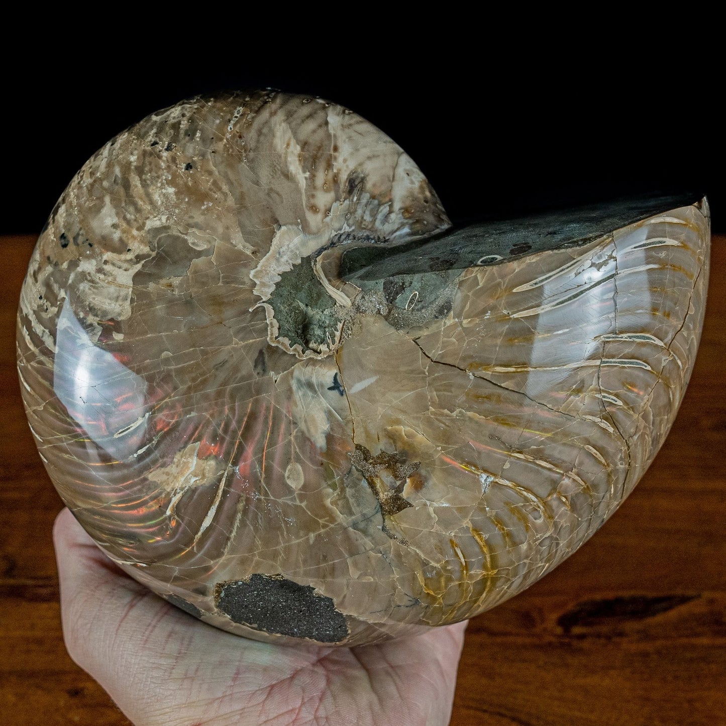 Natürlicher Bunter & Schillernder Nautilus Fossil - 3951,78g