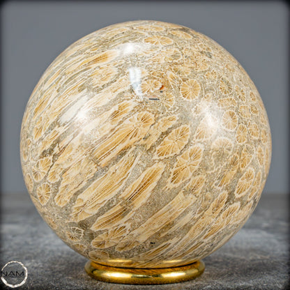 Natürliche Fossile Koralle als Kugel - 860,95g