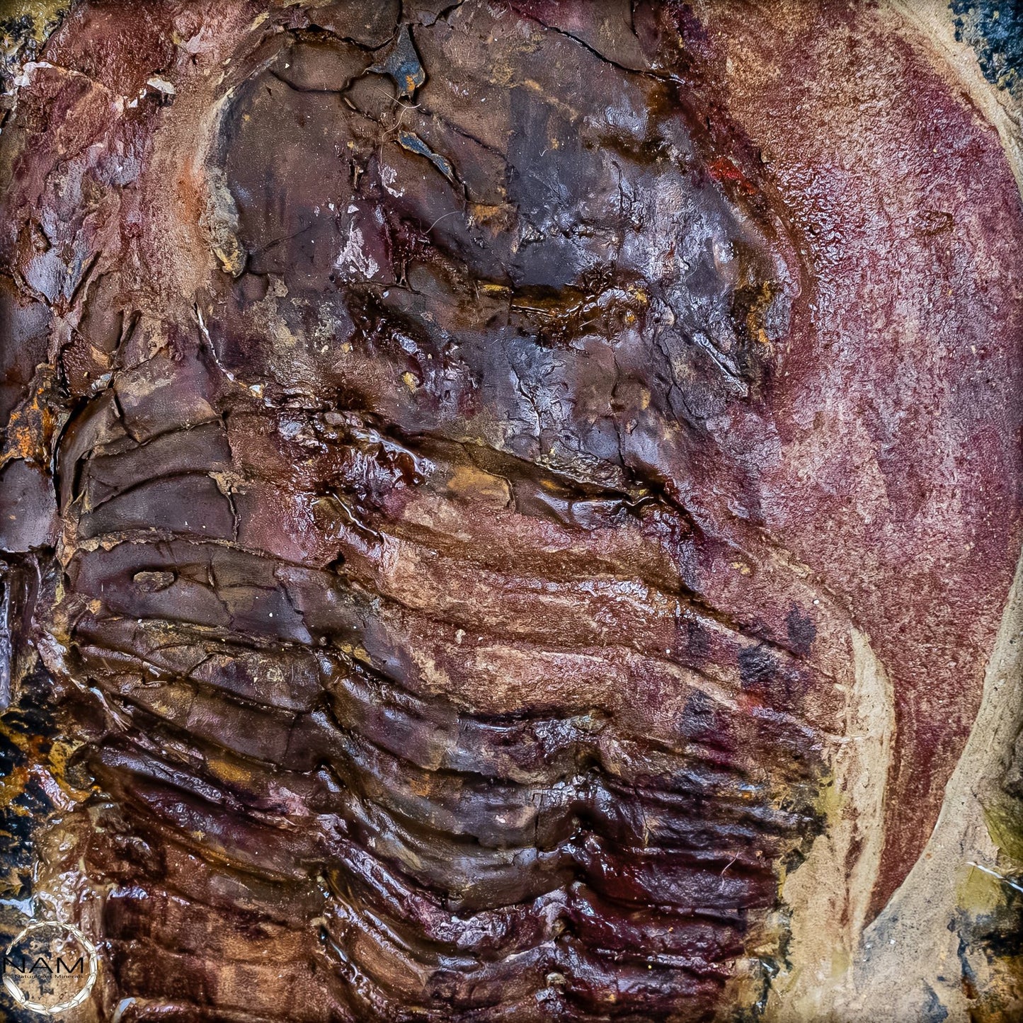 Fossil eines großen Trilobiten - Hollardops mesocristata, Marokko - 2275,73g