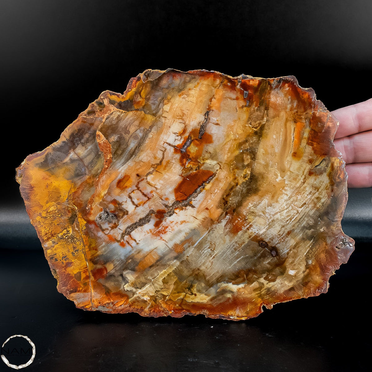 Natürliche Versteinerte Holz Kristall-Scheibe aus Arizona - 762,48g