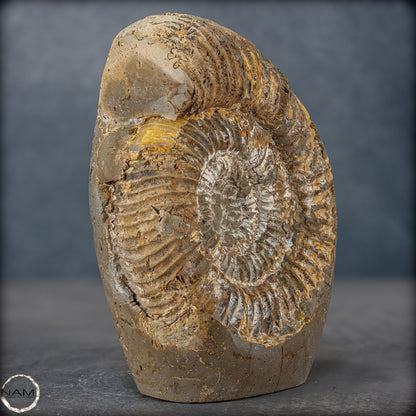 Natürliches Ammoniten-Fossil in Septarien-Matrix, sehr selten - 1719,05g