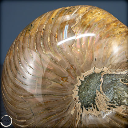 Natürlicher Bunter & Schillernder Nautilus Fossil - 2587,17g