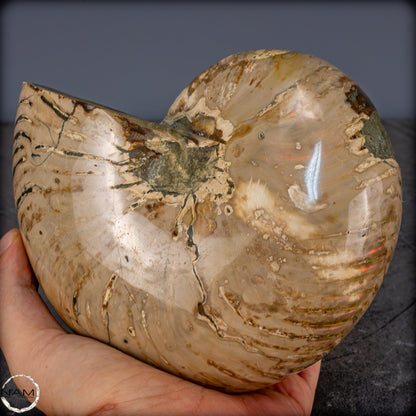 Natürlicher Bunter & Schillernder Nautilus Fossil - 3089,99g