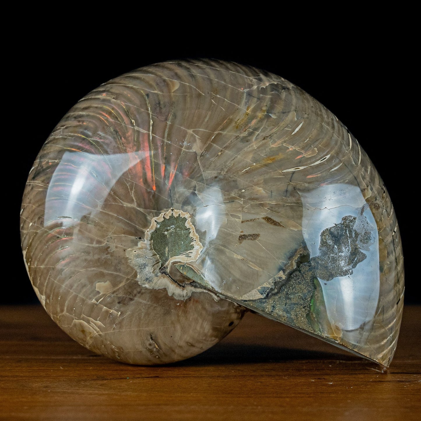 Natürlicher Bunter & Schillernder Nautilus Fossil - 3951,78g