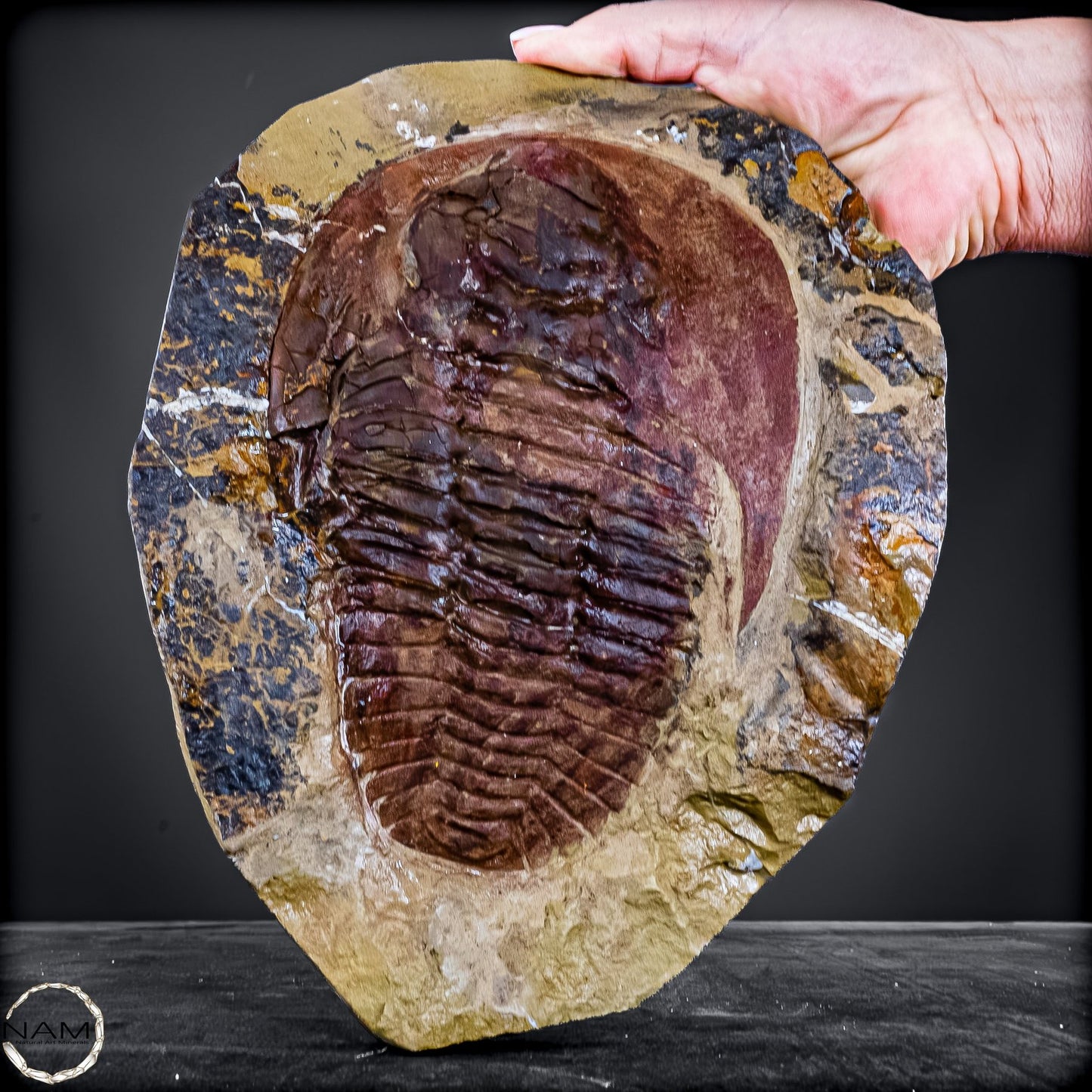 Fossil eines großen Trilobiten - Hollardops mesocristata, Marokko - 2275,73g