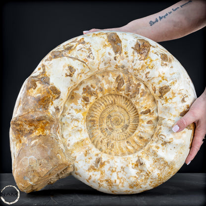 Sehr Großes Ammonit Fossil - 36666,66g