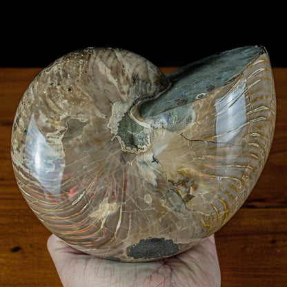 Natürlicher Bunter & Schillernder Nautilus Fossil - 3951,78g