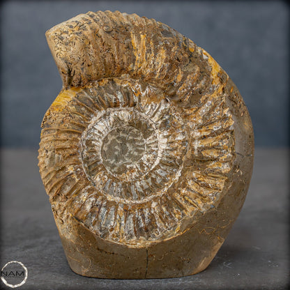 Natürliches Ammoniten-Fossil in Septarien-Matrix, sehr selten - 1719,05g